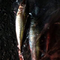 仕事前の早朝釣行です。