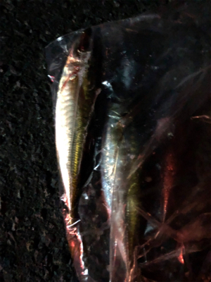 仕事前の早朝釣行です。