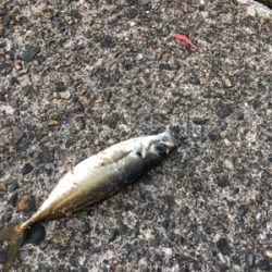 朝まづめアジング