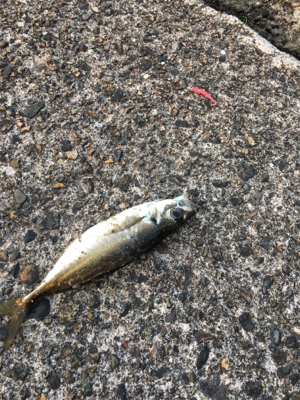 朝まづめアジング