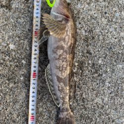 夕方からちょこっと釣行