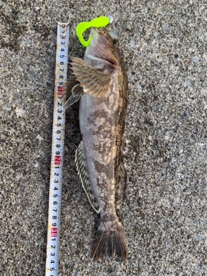 夕方からちょこっと釣行