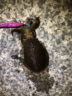 初アオリゲット