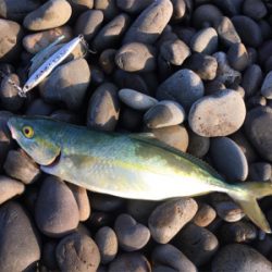 メジロを期待するも