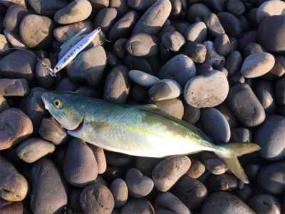 メジロを期待するも