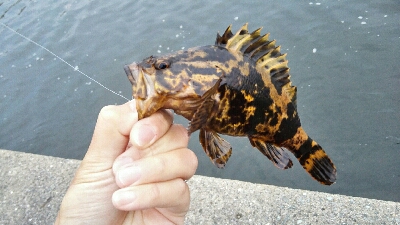 2019年5月14日釣行in箱崎ふ頭