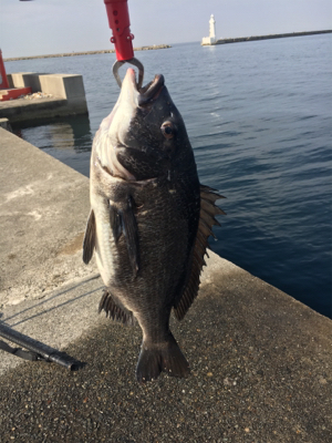 釣り日和でした
