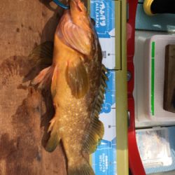 再び出た!!ビッグアコウ!!自己新記録!!マイボートで丹後タイラバ釣行