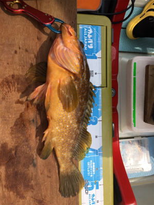 再び出た!!ビッグアコウ!!自己新記録!!マイボートで丹後タイラバ釣行