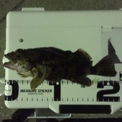 メバル。自己最高記録！