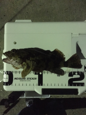 メバル。自己最高記録！