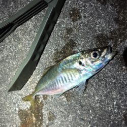 プラッキングメバル