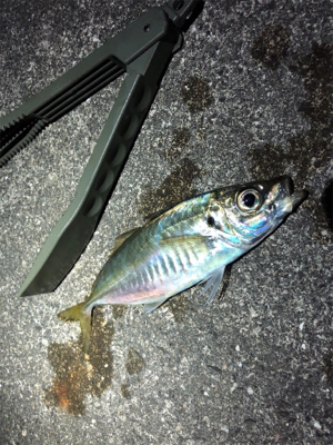 プラッキングメバル