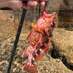 ファーストシーズンライトロック！  出だし好調‼️