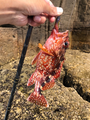 ファーストシーズンライトロック！  出だし好調‼️