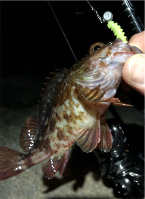 日課的シャロー&サーフ