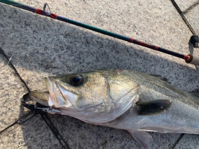 神戸港、デイビッグシーバス！！