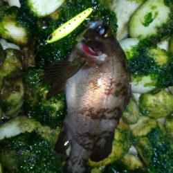 ナイトメバリング