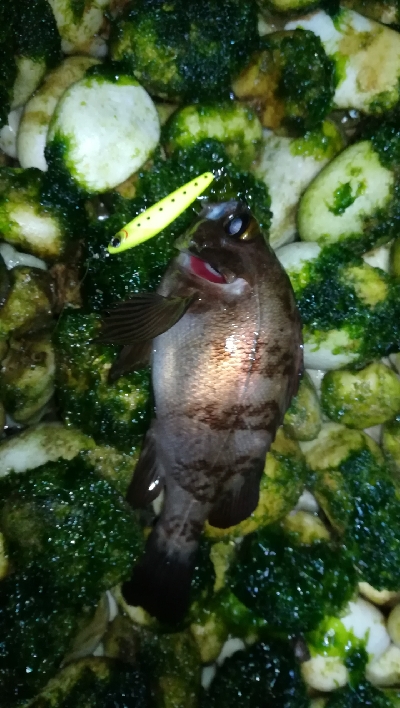 ナイトメバリング