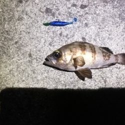 のんびりメバリング～