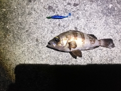 のんびりメバリング～