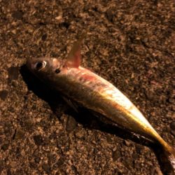 常夜灯周りにて