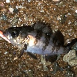 日課的メバリング 不意な大物