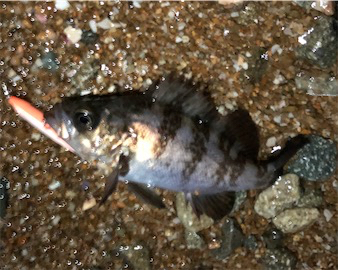 日課的メバリング 不意な大物