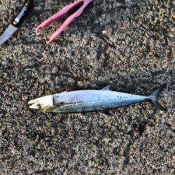 久しぶりのムコイチ