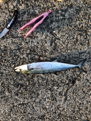 久しぶりのムコイチ