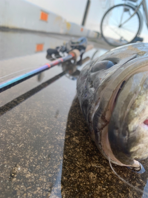 70アップ２日連チャン♫