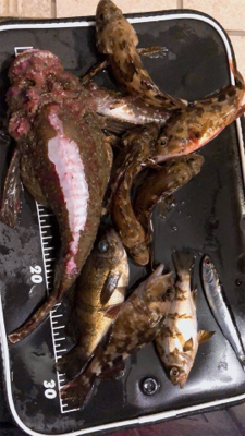 家族フィッシング