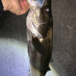 まさかのシーバス