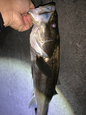 まさかのシーバス