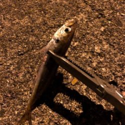 ナイトアジーんぐ