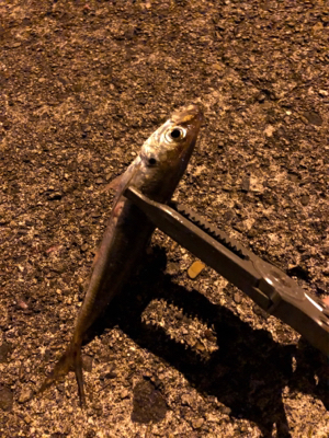 ナイトアジーんぐ