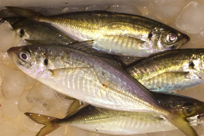 アジングで良型アジ！