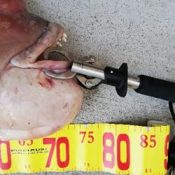 74㎝のモンスターハント!しかも見えコブ!