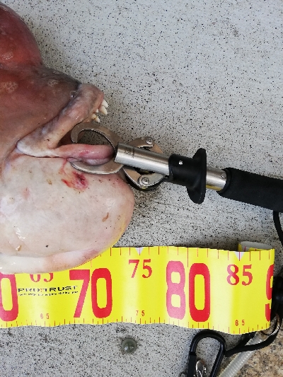 74㎝のモンスターハント!しかも見えコブ!…