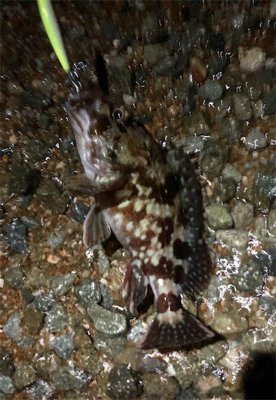 日課的浅場ライトゲーム