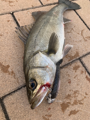 神戸港と帆船でっかシーバス
