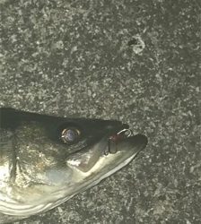 久しぶりのSTF(ショートタイムフィッシング）