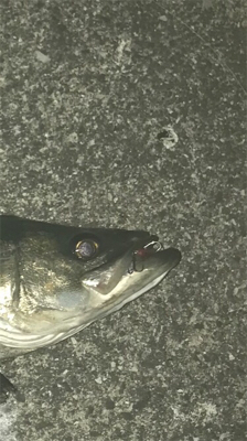 久しぶりのSTF(ショートタイムフィッシング）