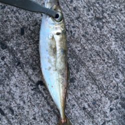 アジングゲーム