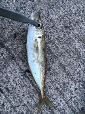 アジングゲーム