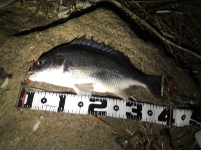 3投目のフォールでヒット。