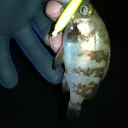 ナイトメバリング