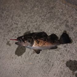 タモで∑(ﾟДﾟ)