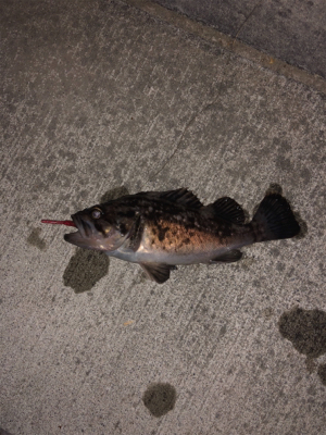 タモで∑(ﾟДﾟ)