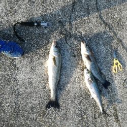 イワシがいっぱい